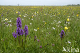 Brede orchis (Dactylorhiza majalis)