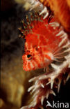 Dwarf hawkfish (Cirrhitichthys falco)