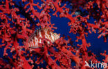 Dwarf hawkfish (Cirrhitichthys falco)