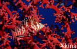 Dwarf hawkfish (Cirrhitichthys falco)