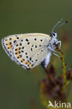 Bruine vuurvlinder (Lycaena tityrus) 