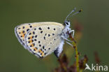 Bruine vuurvlinder (Lycaena tityrus) 