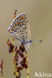 Bruine vuurvlinder (Lycaena tityrus) 