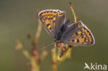 Bruine vuurvlinder (Lycaena tityrus) 