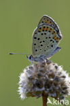 Bruine vuurvlinder (Lycaena tityrus) 