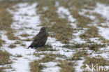 Buizerd (Buteo buteo)