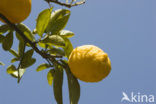 Lemon (Citrus limon)