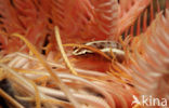 Crinoid clingfish (Discotrema crinophila)