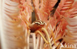 Crinoid clingfish (Discotrema crinophila)