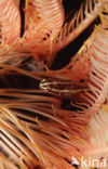 Crinoid clingfish (Discotrema crinophila)