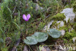 Cyclamen (Cyclamen purpurascens)