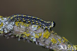 pine sawfly (Diprion pini)