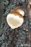 Root rot (Heterobasidion annosum)