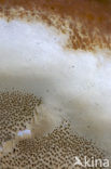 Root rot (Heterobasidion annosum)