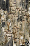 Brünnich s Guillemot