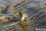 Dobbelsteenslang (Natrix tesselata)