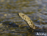 Dobbelsteenslang (Natrix tesselata)