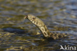 Dobbelsteenslang (Natrix tesselata)