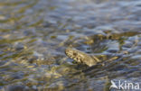 Dobbelsteenslang (Natrix tesselata)