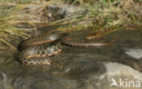 Dobbelsteenslang (Natrix tesselata)