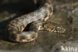 Dice snake (Natrix tesselata)