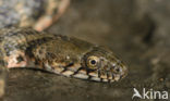 Dice snake (Natrix tesselata)