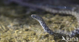 Dice snake (Natrix tesselata)