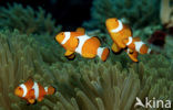 anemonefish