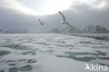Black-legged Kittiwake (Rissa tridactyla)