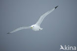 Black-legged Kittiwake (Rissa tridactyla)