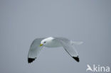 Black-legged Kittiwake (Rissa tridactyla)