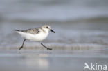 Sanderling (Calidris alba)