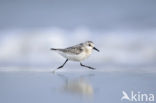 Drieteenstrandloper (Calidris alba)