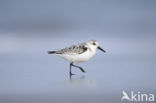 Drieteenstrandloper (Calidris alba)