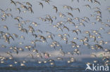 Drieteenstrandloper (Calidris alba)