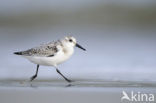 Sanderling (Calidris alba)