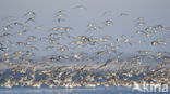 Drieteenstrandloper (Calidris alba)