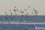 Drieteenstrandloper (Calidris alba)