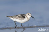 Drieteenstrandloper (Calidris alba)