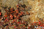 dwarf birch (Betula nana)