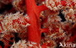 Gorgonian goby (Bryaninops amplus)