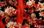 Gorgonian goby (Bryaninops amplus)