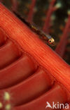 Loki whip-goby (Bryaninops loki)