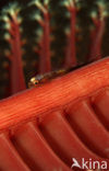 Loki whip-goby (Bryaninops loki)