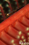 Loki whip-goby (Bryaninops loki)