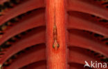 Loki whip-goby (Bryaninops loki)