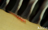 Common ghost goby (Pleurosicya mossambica)