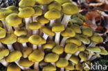 Honey Mushroom (Armillaria mellea)