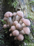 Honey Mushroom (Armillaria mellea)