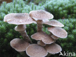 Echte honingzwam (Armillaria mellea)